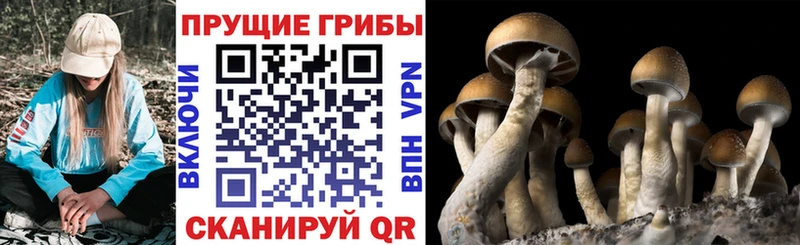 цены   Долгопрудный  Галлюциногенные грибы мухоморы 